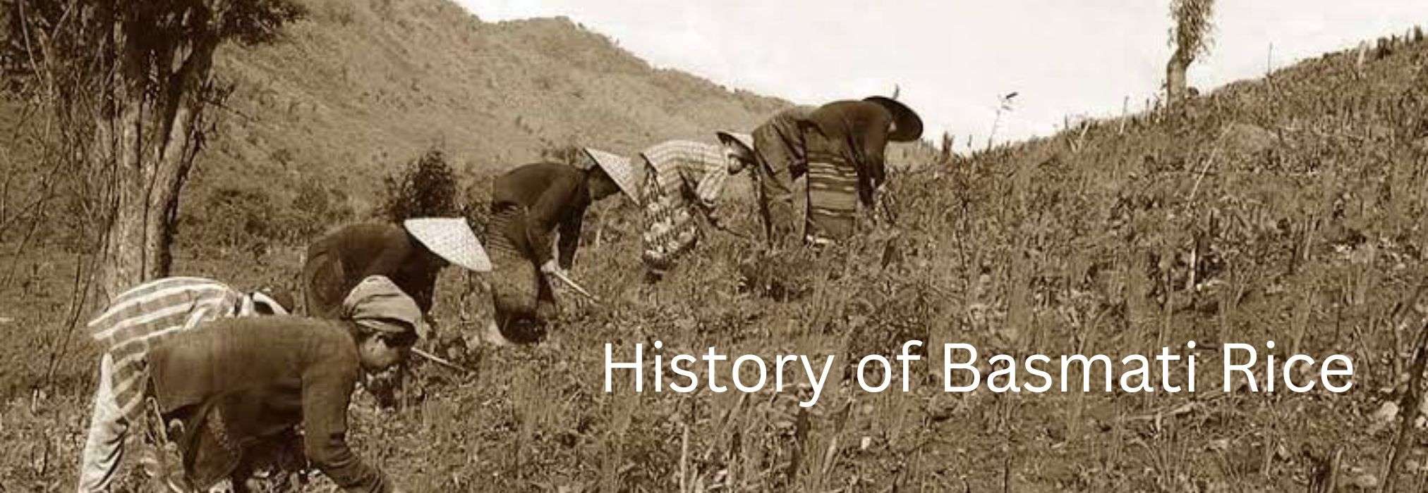 Origin and History of Basmati Rice IREF