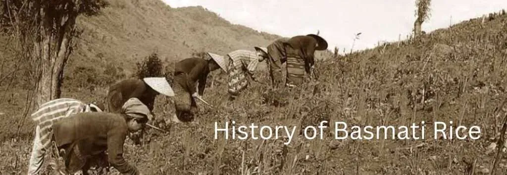History of Basmati Rice 1024x354