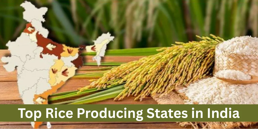 Top Rice Producing States in India