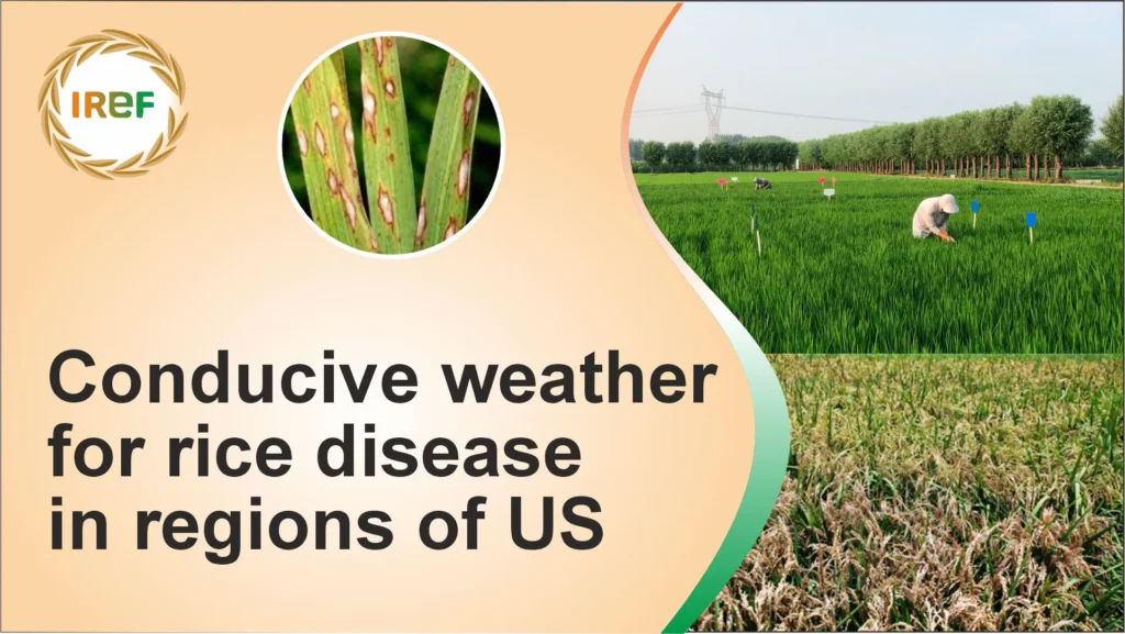 Conducive Weather for Rice Diseases in the Regions of the US