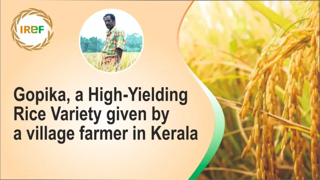 Gopika, a high-yielding rice variety given by a village farmer in Kerala