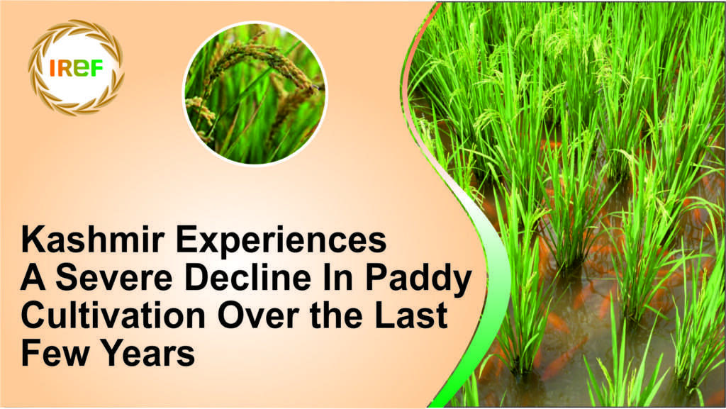 Kashmir Experiences A Severe Decline In Paddy Cultivation Over the Last Few Years