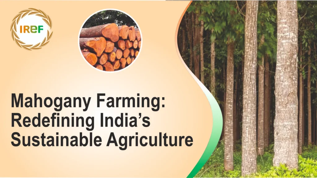 Mahogany farming is redefining sustainable agriculture