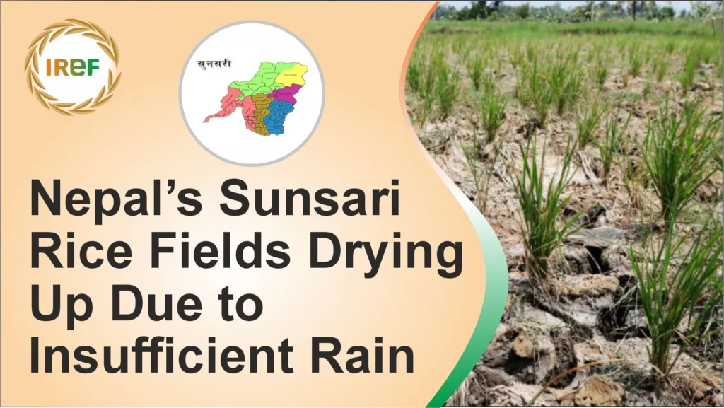 Nepal’s Sunsari Rice Fields Drying Up Due to Insufficient Rain