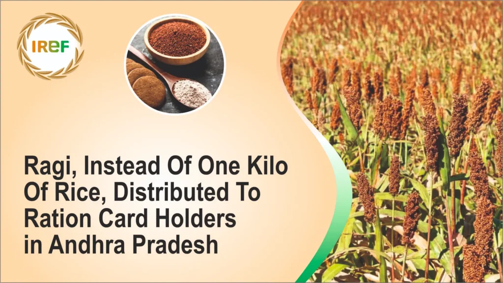 Ragi, Instead Of One Kilo Of Rice, Distributed To Ration Card Holders In Andhra Pradesh
