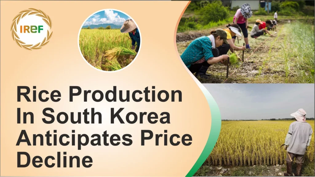 Rice Production In South Korea Anticipates Price Decline