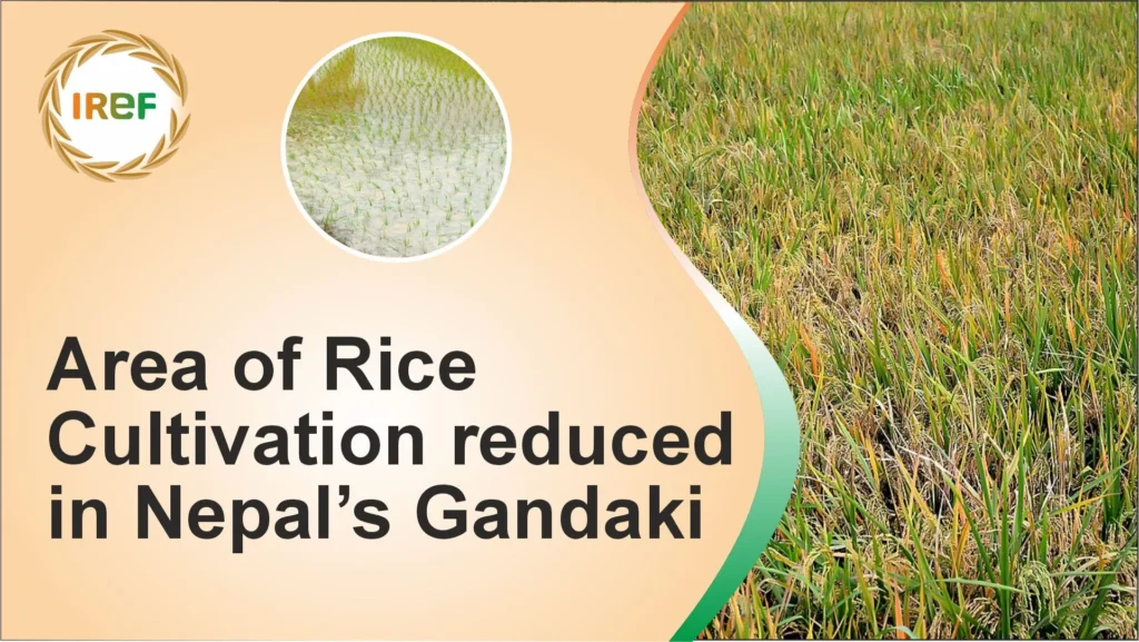 The Area of Rice Cultivation reduced in Nepal’s Gandaki