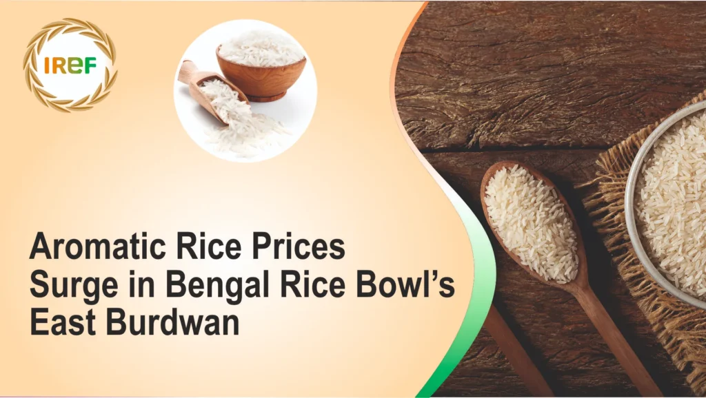 Aromatic Rice Prices Surge in Bengal Rice Bowl’s East Burdwan