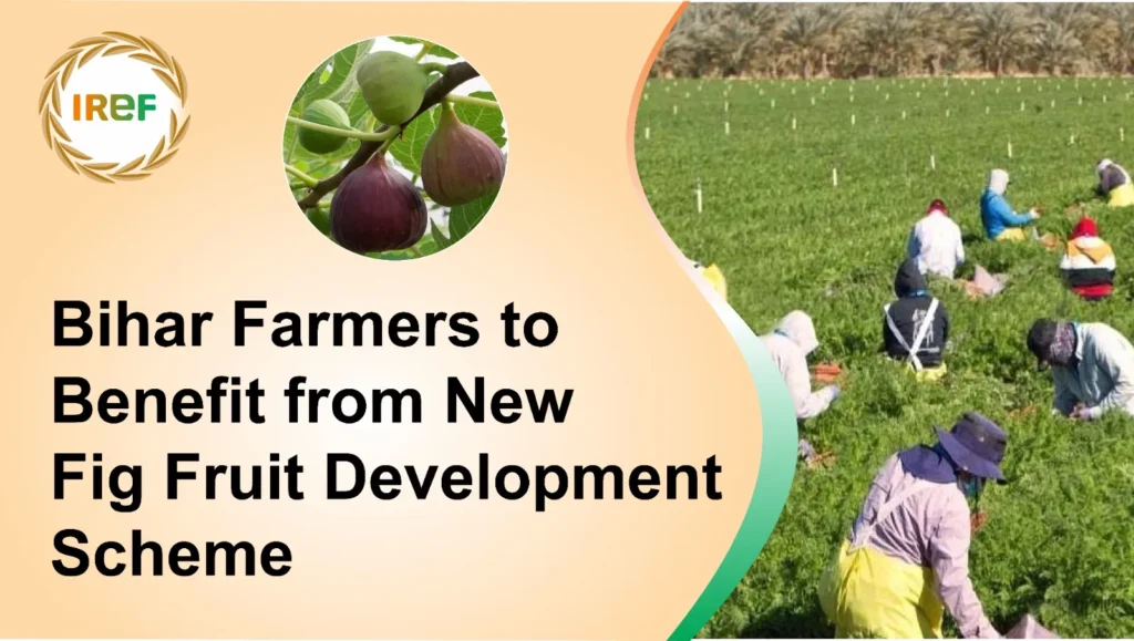 Bihar Farmers to Benefit from New Fig Fruit Development Scheme