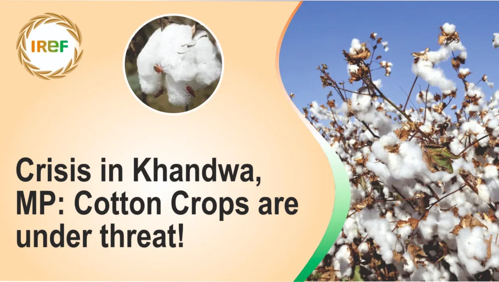 Crisis in Khandwa, MP Cotton Crops are under threat!