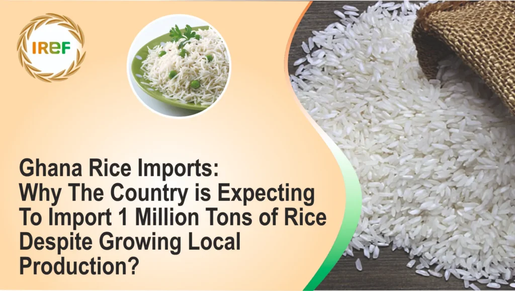 Ghana Rice Imports Why the country is expecting to import 1 million tons of rice Despite Growing Local Production