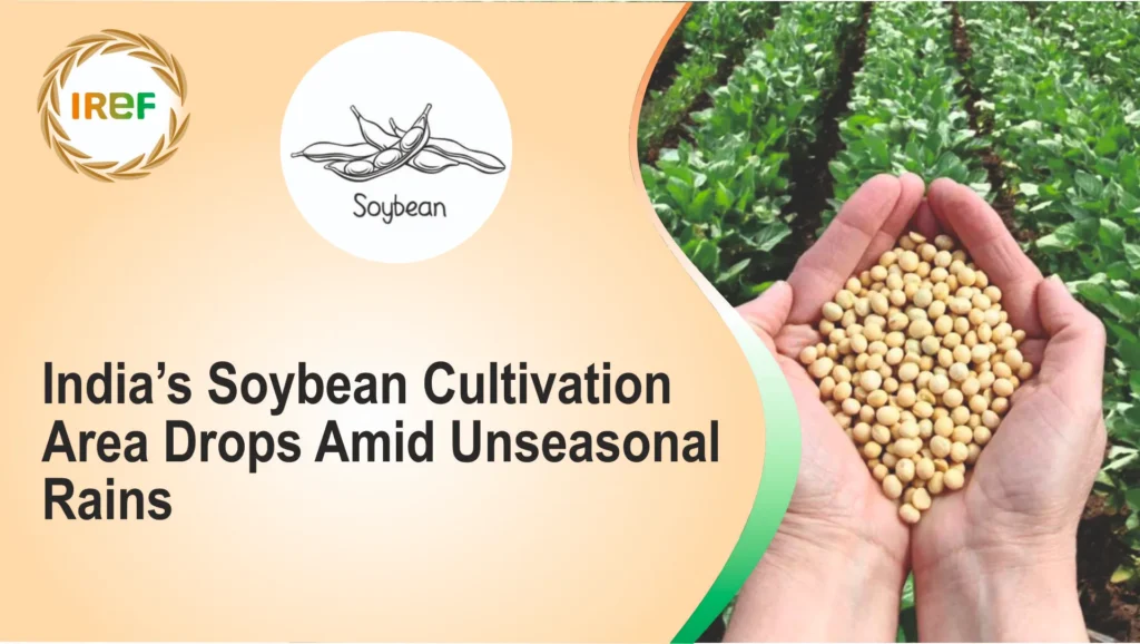 India’s Soybean Cultivation Area Drops Amid Unseasonal Rains