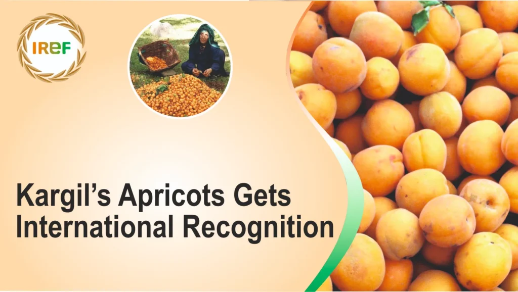 Kargil’s Apricots Gets International Recognition Halman variety exported to Gulf countries