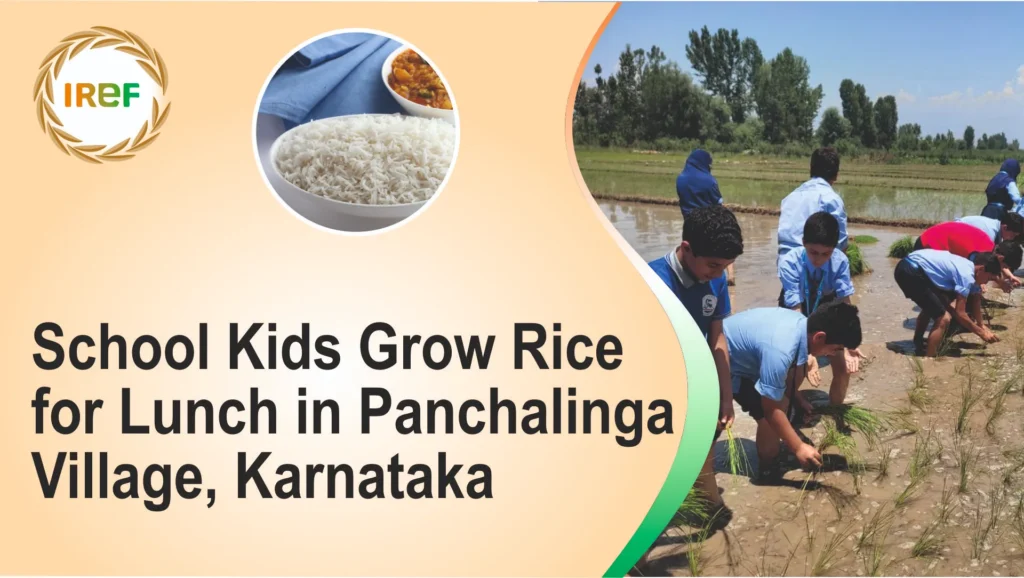Panchalinga village’s school, located in the Sirsi district of Karnataka, has conducted an innovative activity that is planting a paddy field right in the schoolyard, which blends learning with agriculture on the school campus. School turned into a farm as kids grew rice for lunch On planting day, the school turned into a bustling paddy farm. Teachers, with and kids, stepped barefoot into the muddy water and planted seedlings in neat rows. This activity was a planned one as the culmination of around three weeks of preparation. The Kids, with help from their parents, had sown paddy seeds and prepared the nursery beds. Furthermore, Kids learnt about the natural fertiliser made from cow dung, cow urine, jaggery, pulse flour, and soil and how to apply it to the plants, understanding its role in boosting crop health. Kids Grew Rice for Lunch and Dinner in an Open-Air Classroom The activity was more than farming, as Panchalinga teachers in an open-air classroom teach kids about soil, water management, teamwork, and sustainable agriculture. Notably, several of these children come from farming families, but the project ensures they understand the full process, from seed to harvest, in a hands-on way. The objective of growing rice for lunch The activity was carried out to grow rice for lunch or dinner, as the rice grown in this field will be used for Annadasoha, a community meal served at the school. In the era of digitalisation, when many schools are transforming into digital classrooms, Panchalinga’s village School is retaining the traditional skills that still hold a significant place in modern education. The paddy field is not only a source of rice but a living lesson in community, sustainability, and the dignity of labour. When the harvest comes, every grain on the plate will tell a rice for lunch story created by the efforts of kids as well as teachers in the activity with muddy feet, and the joy of learning something new that could not be found in books.