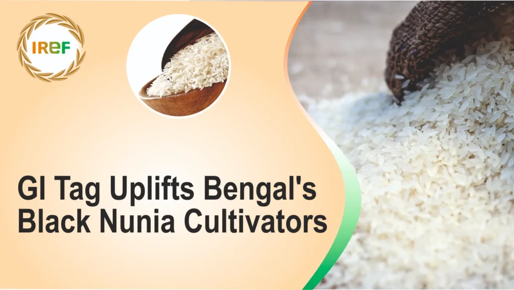West Bengal’s Black Nunia Rice Secures Increased Prices and Sales After Getting GI Tag