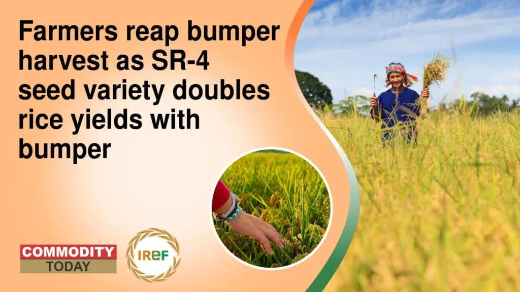 Farmers Reap Bumper Harvest As SR-4 Seed Variety Doubles Rice Yields