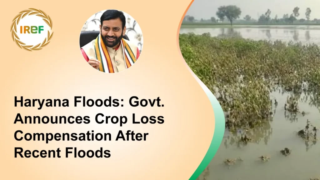 Haryana Floods Govt. Announces Crop Loss Compensation After Recent Floods
