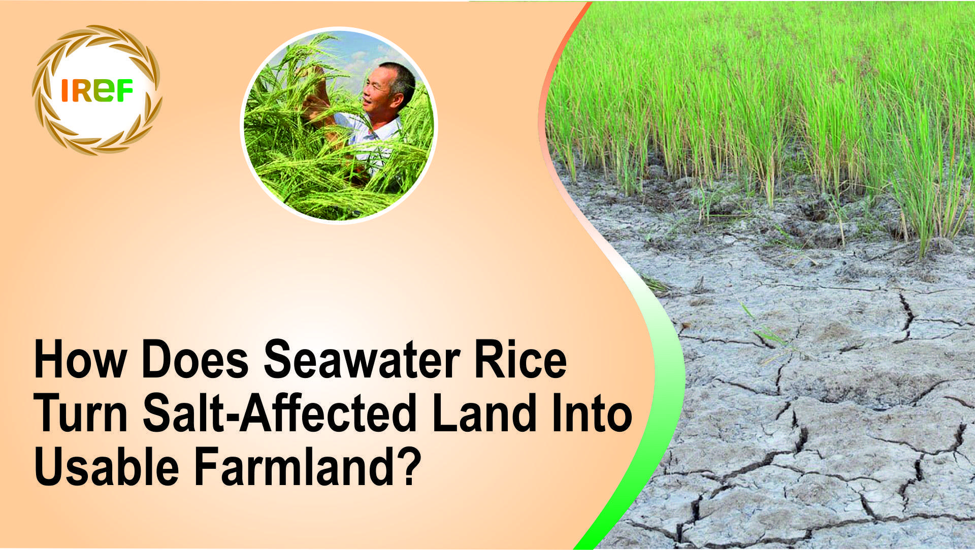 How Does Seawater Rice Turn Salt-Affected Land Into Usable Farmland