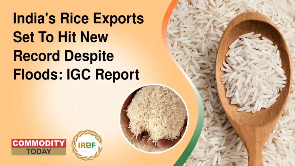 India's Rice Exports Set To Hit New Record Despite Floods IGC Report