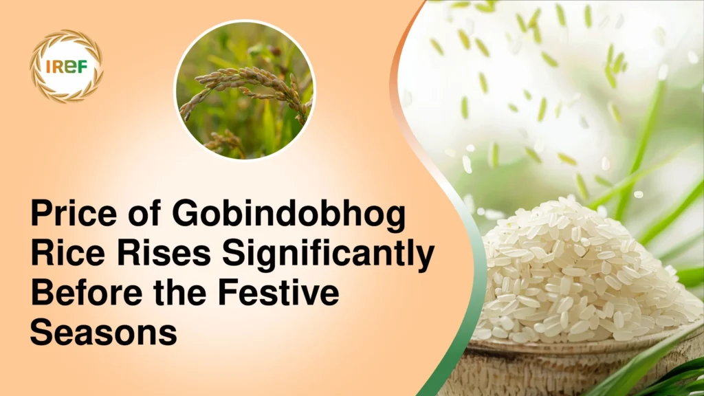 Price of Gobindobhog Rice Rises Significantly Before the Festive Seasons