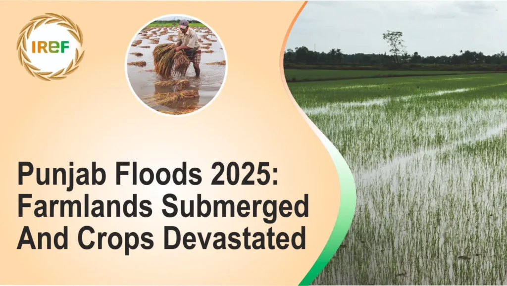 Punjab Floods 2025 Farmlands Submerged And Crops Devastated
