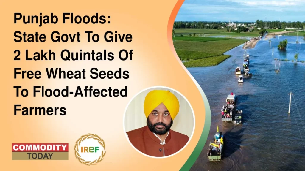 Punjab Floods State Govt To Give 2 Lakh Quintals Of Free Wheat Seeds To Flood-Affected Farmers