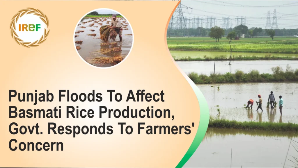 Punjab Floods To Affect Basmati Rice Production, Govt. Responds To Farmers' Concern
