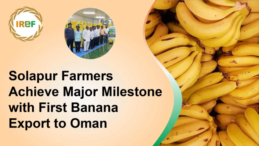 Solapur Farmers Achieve Major Milestone with First Banana Export to Oman