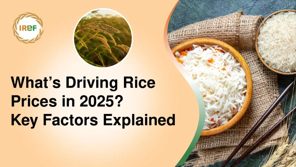 What’s Driving Rice Prices in 2025 Key Factors Explained