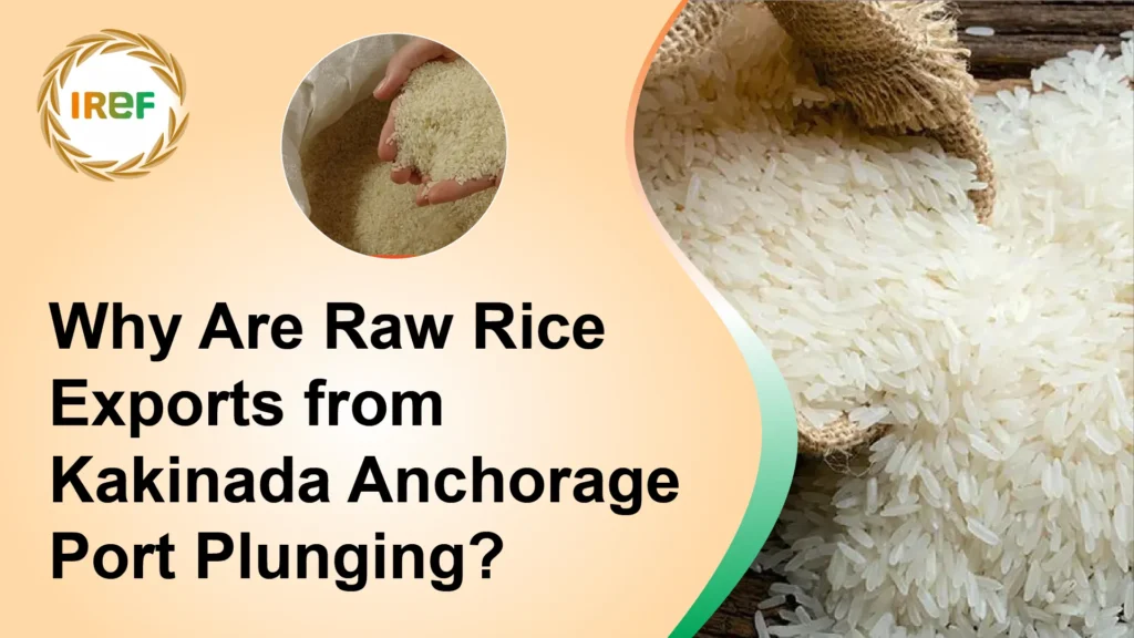 Why Are Raw Rice Exports from Kakinada Anchorage Port Plunging