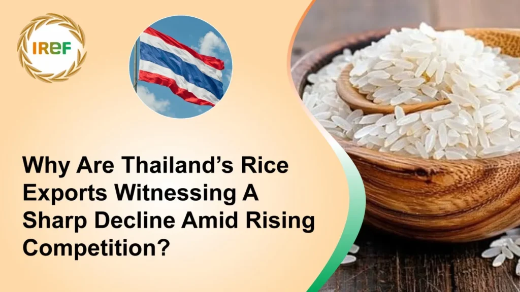 Why Are Thailand’s Rice Exports Witnessing A Sharp Decline Amid Rising Competition
