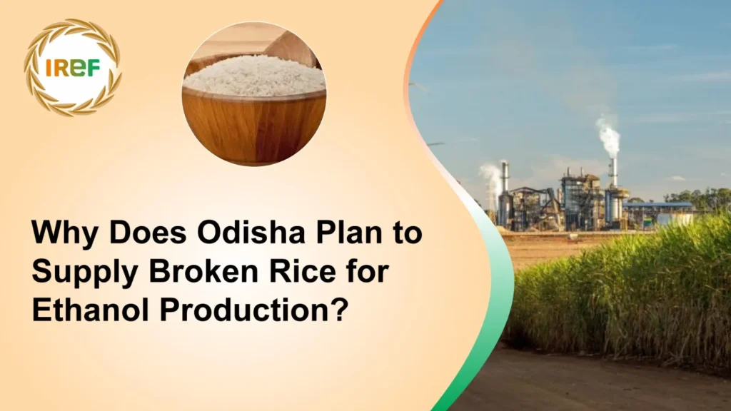 Why Does Odisha Plan to Supply Broken Rice for Ethanol Production