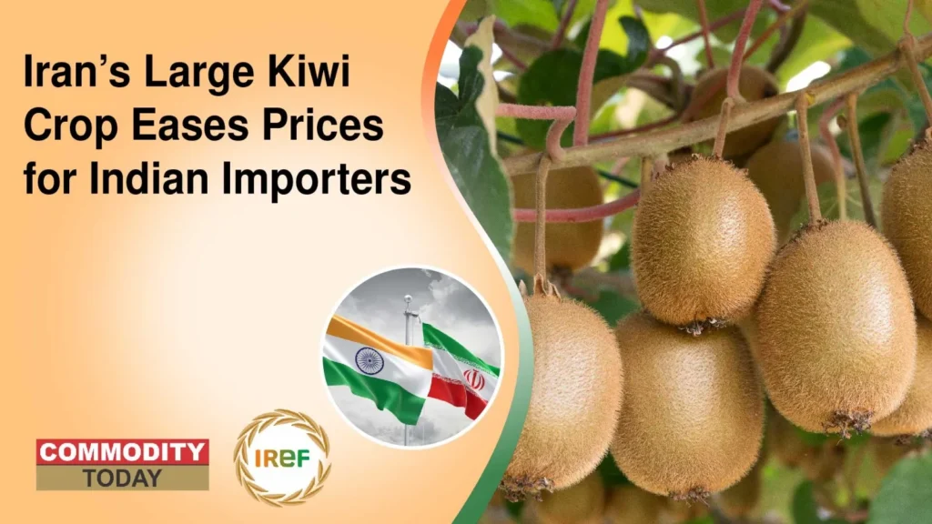 Iran’s Large Kiwi Crop Eases Prices for Indian Importers