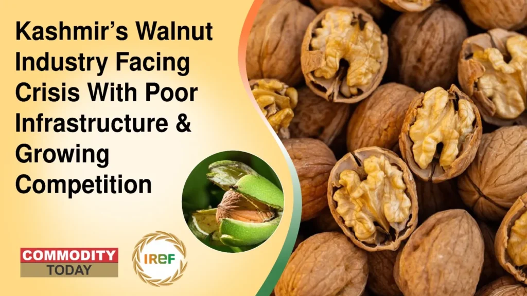 Kashmir’s Walnut Industry Facing Crisis With Poor Infrastructure & Growing Competition
