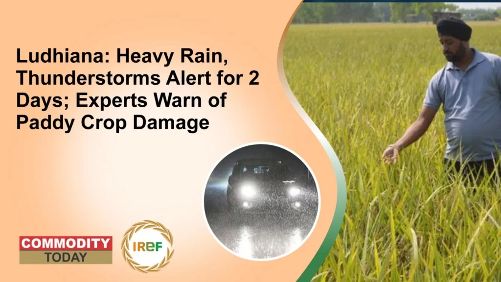 Ludhiana Heavy Rain - Warn of Paddy Crop Damage
