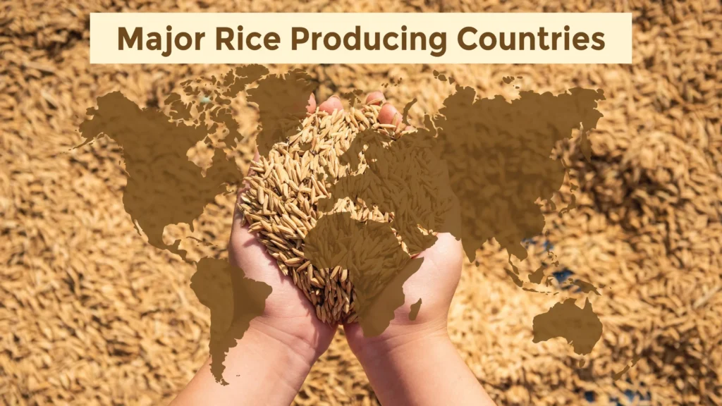 Major Rice Producing Countries​