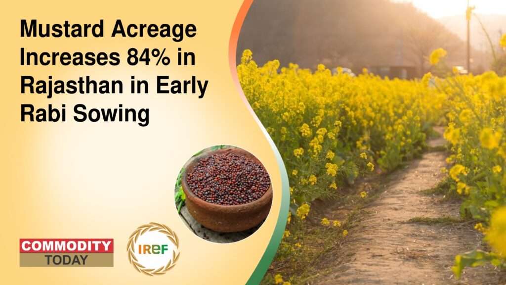 Mustard Acreage Increases 84% in Rajasthan in Early Rabi Sowing