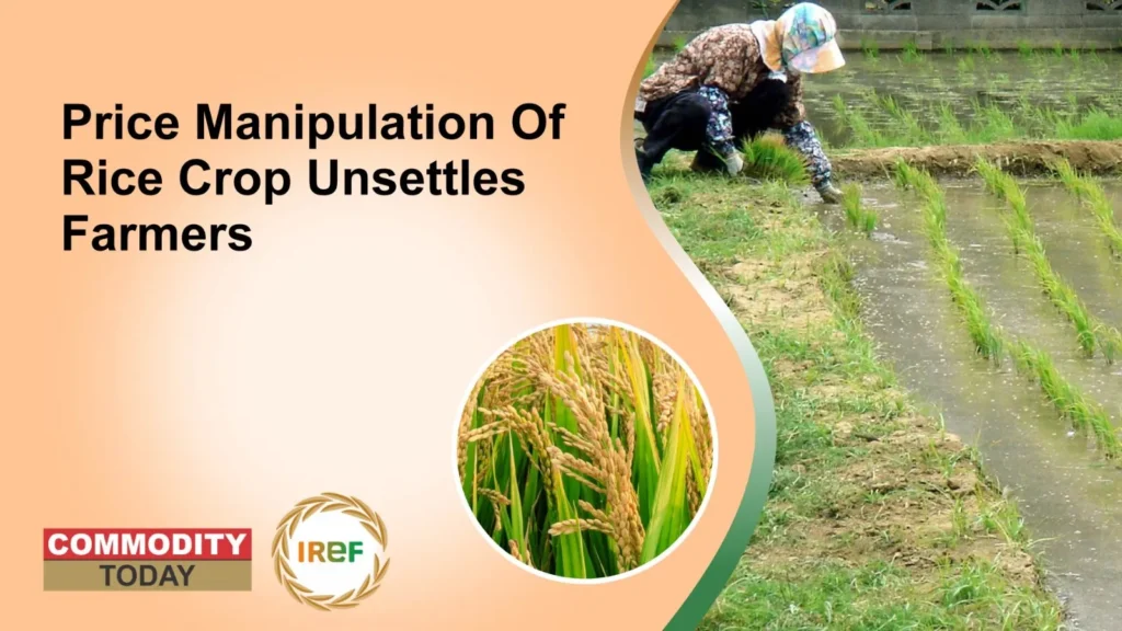Price Manipulation Of Rice Crop Unsettles Farmers