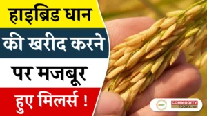 Punjab hybrid paddy buying 2025 Why rice shellers are reversing stance despite previous protests
