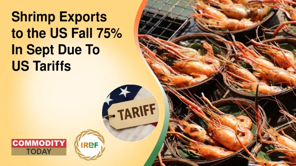 Shrimp Exports to the US Fall 75% In Sept Due To US Tariffs