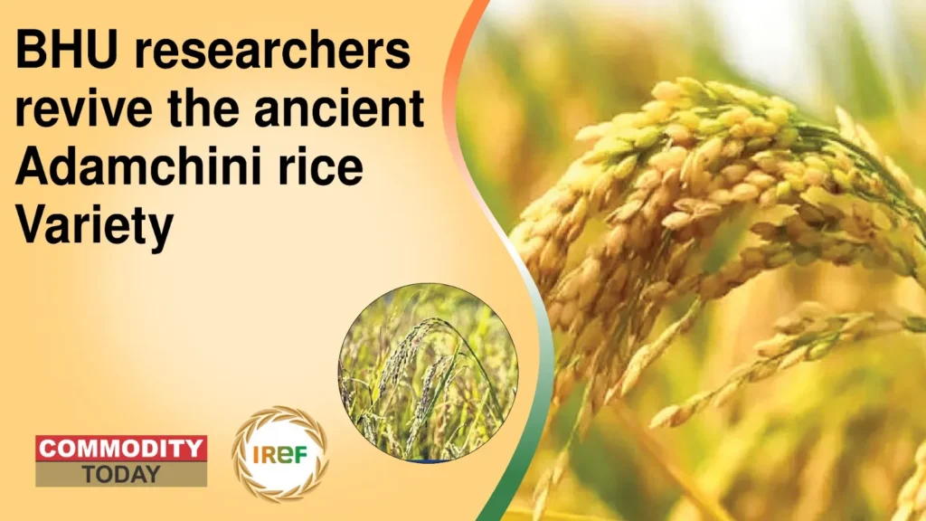 BHU researchers revive the ancient Adamchini rice Variety