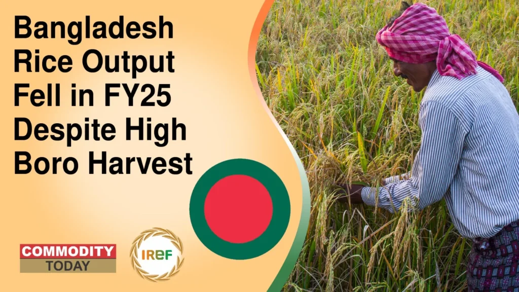 Bangladesh Rice Output Fell in FY25 Despite High Boro Harvest