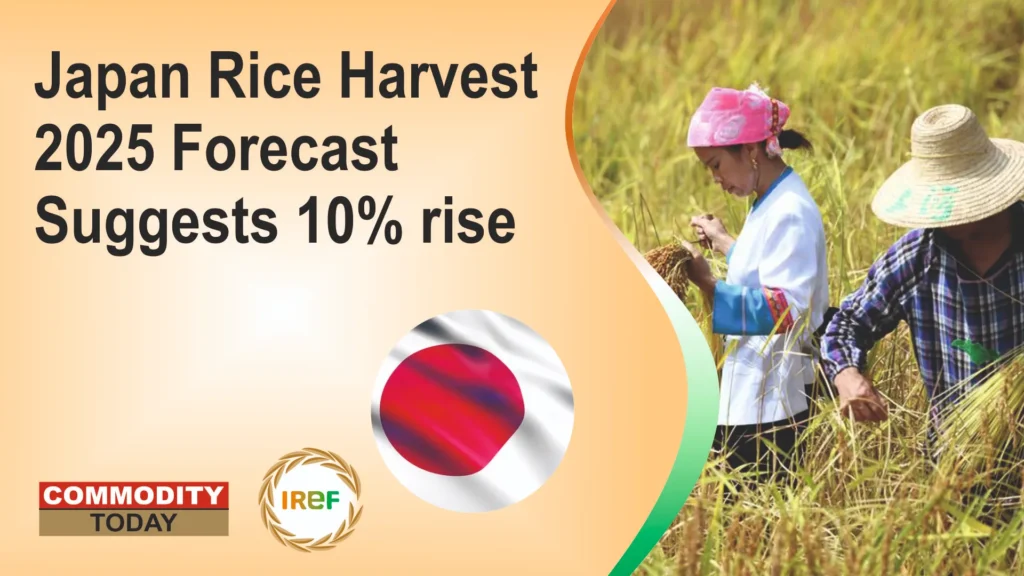 Japan Rice Harvest 2025 Forecast Suggests 10% rise (2)