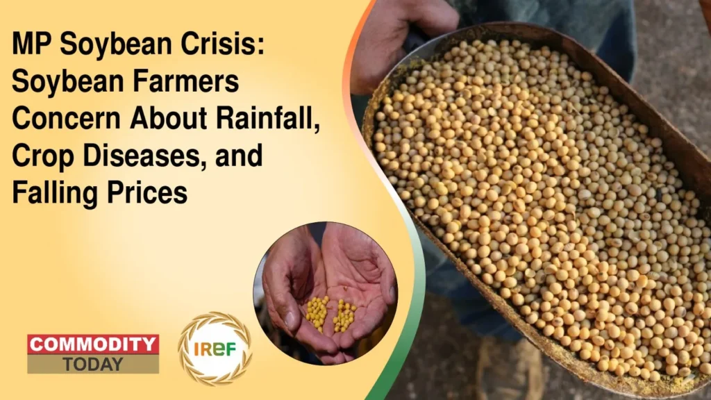 MP Soybean Crisis Soybean Farmers Concern About Rainfall, Crop Diseases, and Falling Prices