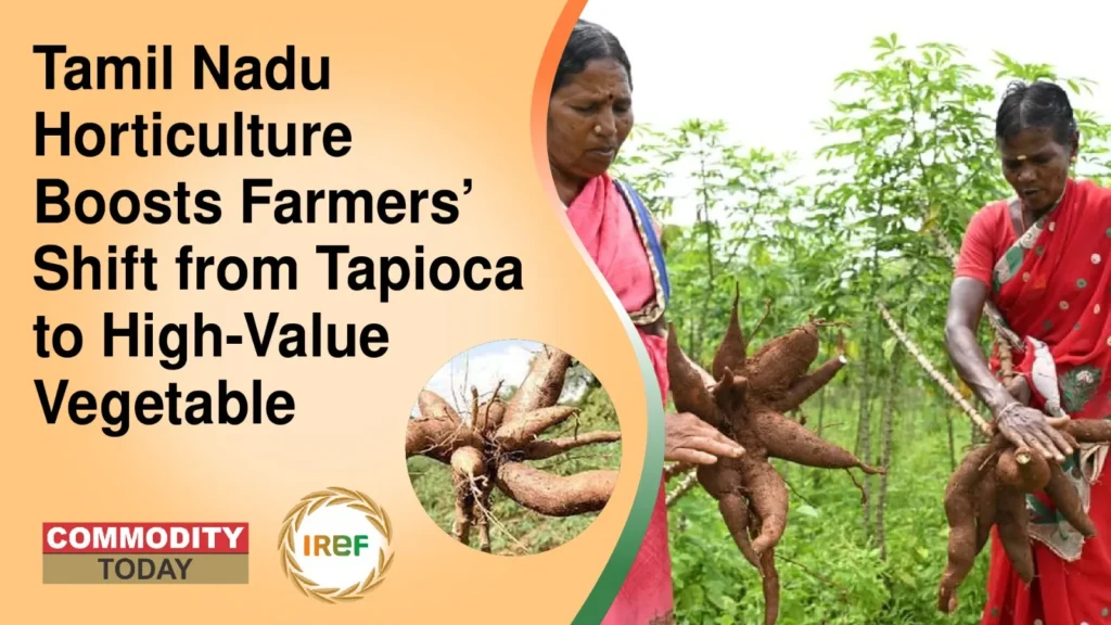 Tamil Nadu Horticulture Boosts Farmers’ Shift from Tapioca to High-Value Vegetable Cultivation