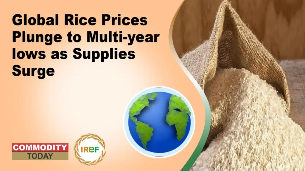 Global Rice Prices Plunge to Multi-year lows as Supplies Surge