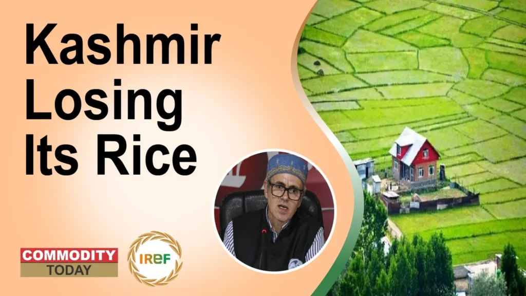 Loss of Farmland in Kashmir Deepens Dependence on External Rice Supplies