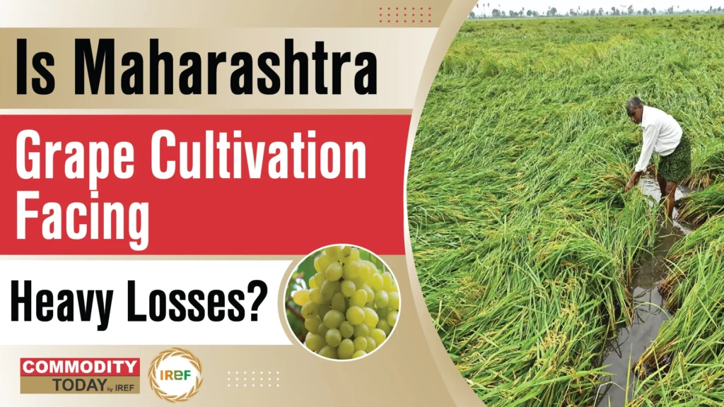 Maharashtra Grape Cultivation Suffers Heavy Losses