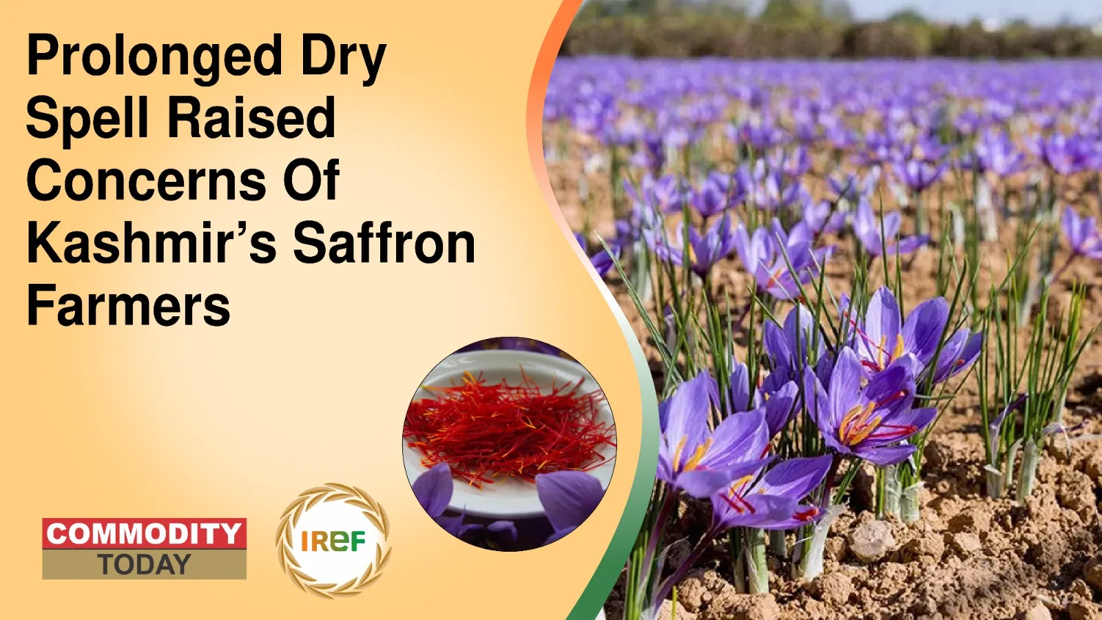 Prolonged Dry Spell Raised Concerns Of Saffron Farmers
