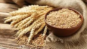 Russian Wheat Export Prices Dip Amid Weak Demand And Rising Competition (2)